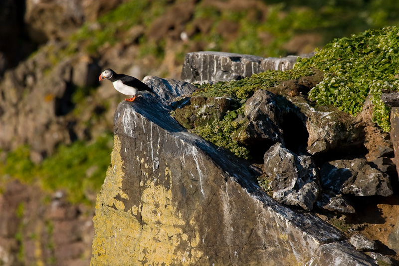 Atlantic Puffin